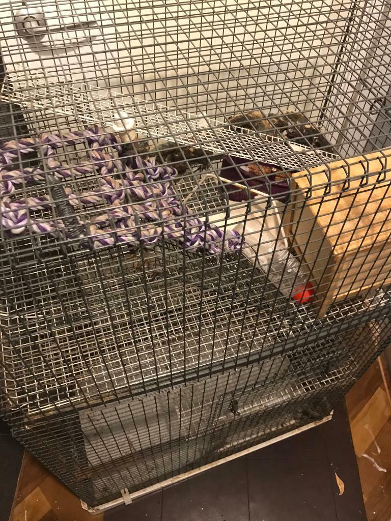 gumtree rat cage